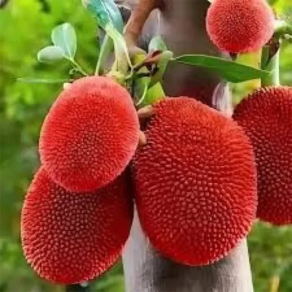 Buy Red Jackfruit (Artocarpus heterophyllus) - Plant from Nursery Nisarga