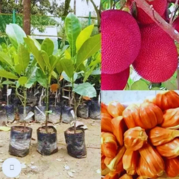 Buy Red Jackfruit (Artocarpus heterophyllus) - Plant from Nursery Nisarga