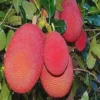Buy Red Jackfruit (Artocarpus heterophyllus) - Plant from Nursery Nisarga