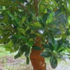 Buy Red Jackfruit (Artocarpus heterophyllus) - Plant from Nursery Nisarga