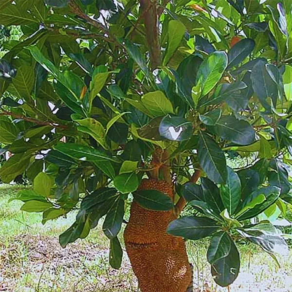 Buy Red Jackfruit (Artocarpus heterophyllus) - Plant from Nursery Nisarga