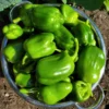 Buy Capsicum,Bell pepper(Shimla Mirch) -Seeds from nursery nisarga