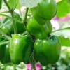 Buy Capsicum,Bell pepper(Shimla Mirch) -Seeds from nursery nisarga