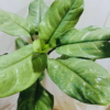 Buy Dieffenbachia Silver Blue Steel - Plant from Nursery Nisarga