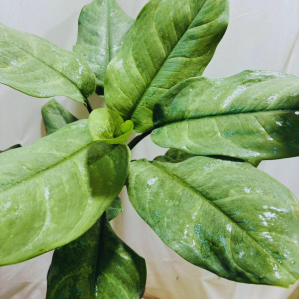 Buy Dieffenbachia Silver Blue Steel - Plant from Nursery Nisarga