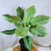 Buy Dieffenbachia Silver Blue Steel - Plant from Nursery Nisarga