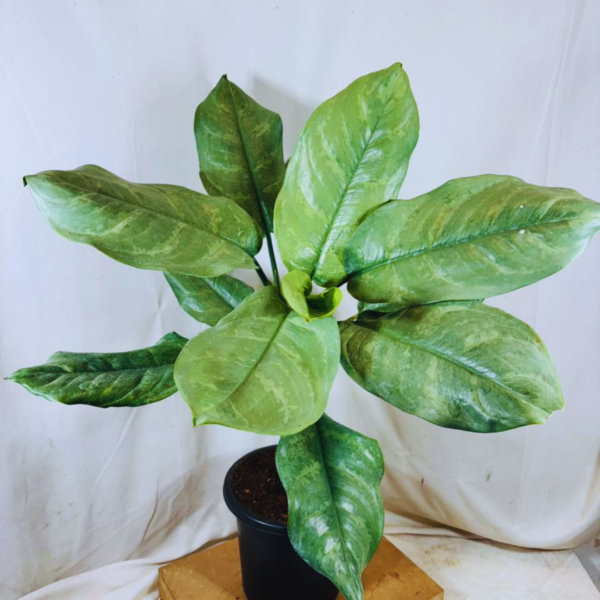 Buy Dieffenbachia Silver Blue Steel - Plant from Nursery Nisarga