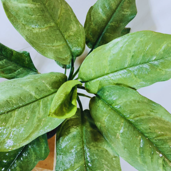 Buy Dieffenbachia Silver Blue Steel - Plant from Nursery Nisarga