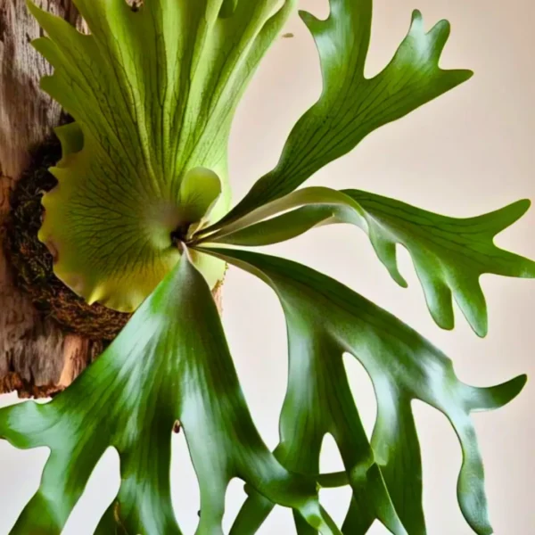 Buy Staghorn Fern, Platycerium Bifurcatuma - Plant from Nursery Nisarga