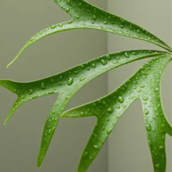 Buy Staghorn Fern, Platycerium Bifurcatuma - Plant from Nursery Nisarga