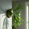 Buy Staghorn Fern, Platycerium Bifurcatuma - Plant from Nursery Nisarga