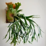Buy Staghorn Fern, Platycerium Bifurcatuma - Plant from Nursery Nisarga