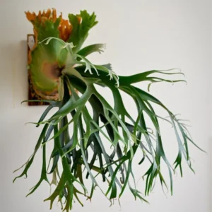 Buy Staghorn Fern, Platycerium Bifurcatuma - Plant from Nursery Nisarga