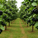 Buy Thai KG-10 jamun"Syzygium cumini"- Plant Online at Nursery Nisarga