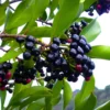 Buy Ardisia Elliptica "Duck's eye, Coralberry" - Plant from Nursery Nisarga