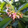 Buy Ardisia Elliptica "Duck's eye, Coralberry" - Plant from Nursery Nisarga