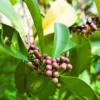 Buy Ardisia Elliptica "Duck's eye, Coralberry" - Plant from Nursery Nisarga