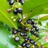 Buy Ardisia Elliptica "Duck's eye, Coralberry" - Plant from Nursery Nisarga