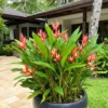 Buy Heliconia Angusta, Christmas Heliconia - Plant from Nursery Nisarga