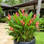 Buy Heliconia Angusta, Christmas Heliconia - Plant from Nursery Nisarga