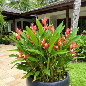Buy Heliconia Angusta, Christmas Heliconia - Plant from Nursery Nisarga