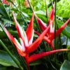 Buy Heliconia Angusta, Christmas Heliconia - Plant from Nursery Nisarga