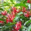 Buy Heliconia Angusta, Christmas Heliconia - Plant from Nursery Nisarga