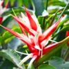 Buy Heliconia Angusta, Christmas Heliconia - Plant from Nursery Nisarga