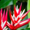 Buy Heliconia Angusta, Christmas Heliconia - Plant from Nursery Nisarga