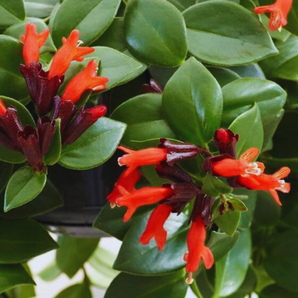 Buy Lipstick hanging"Aeschynanthus radicans"- plant from Nursery Nisarga