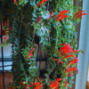 Buy Lipstick hanging"Aeschynanthus radicans"- plant from Nursery Nisarga