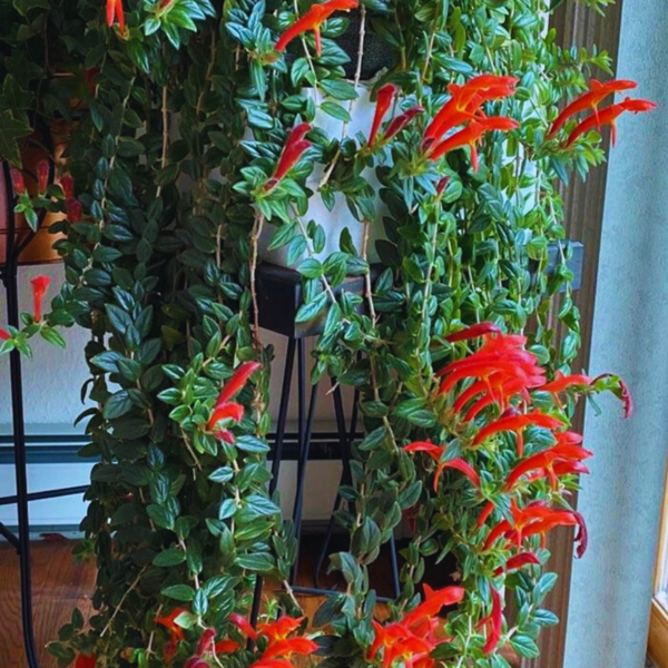 Buy Lipstick hanging"Aeschynanthus radicans"- plant from Nursery Nisarga