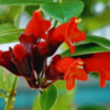 Buy Lipstick hanging"Aeschynanthus radicans"- plant from Nursery Nisarga