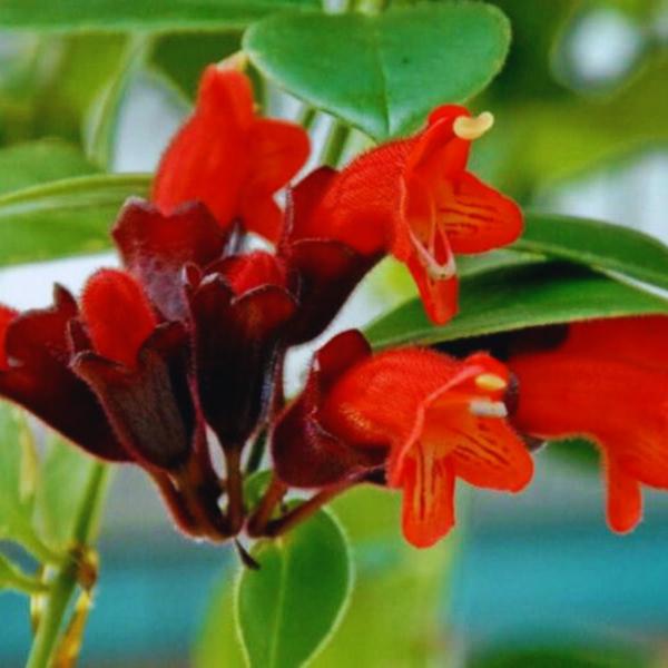 Buy Lipstick hanging"Aeschynanthus radicans"- plant from Nursery Nisarga