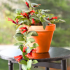 Buy Lipstick hanging"Aeschynanthus radicans"- plant from Nursery Nisarga