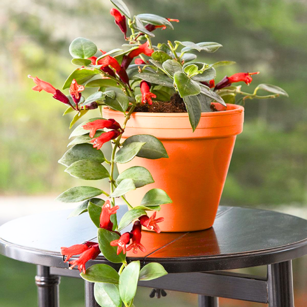 Buy Lipstick hanging"Aeschynanthus radicans"- plant from Nursery Nisarga