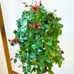 Buy Lipstick hanging"Aeschynanthus radicans"- plant from Nursery Nisarga