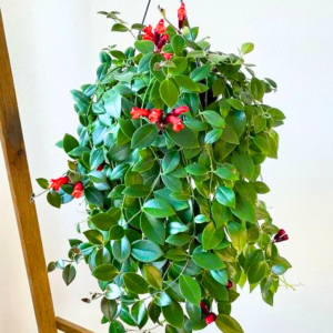 Buy Lipstick hanging"Aeschynanthus radicans"- plant from Nursery Nisarga