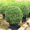 Buy Malpighia Ball "Carmona Microphylla" - Plant from Nursery Nisarga