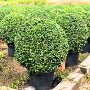 Buy Malpighia Ball "Carmona Microphylla" - Plant from Nursery Nisarga