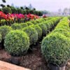 Buy Malpighia Ball "Carmona Microphylla" - Plant from Nursery Nisarga