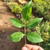 Buy Panchmukhi Belpatra (Aegle Marmelos) "Panch Patti " - Plant from Nursery Nisarga