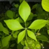 Buy Panchmukhi Belpatra (Aegle Marmelos) "Panch Patti " - Plant from Nursery Nisarga