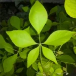 Buy Panchmukhi Belpatra (Aegle Marmelos) "Panch Patti " - Plant from Nursery Nisarga