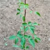 Buy Panchmukhi Belpatra (Aegle Marmelos) "Panch Patti " - Plant from Nursery Nisarga