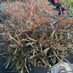 Buy Terminalia Bentzoe , Bentzoe Badam "Benjoin" - Plant from Nursery Nisarga