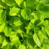 Buy Vimla Tulsi "Holy Basil", Ocimum Sanctum - Plant from Nursery Nisarga