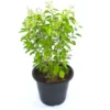 Buy Vimla Tulsi "Holy Basil", Ocimum Sanctum - Plant from Nursery Nisarga