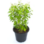 Buy Vimla Tulsi "Holy Basil", Ocimum Sanctum - Plant from Nursery Nisarga