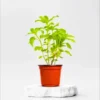 Buy Vimla Tulsi "Holy Basil", Ocimum Sanctum - Plant from Nursery Nisarga